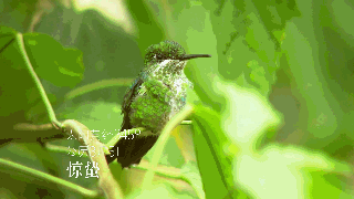 24__clip1.gif